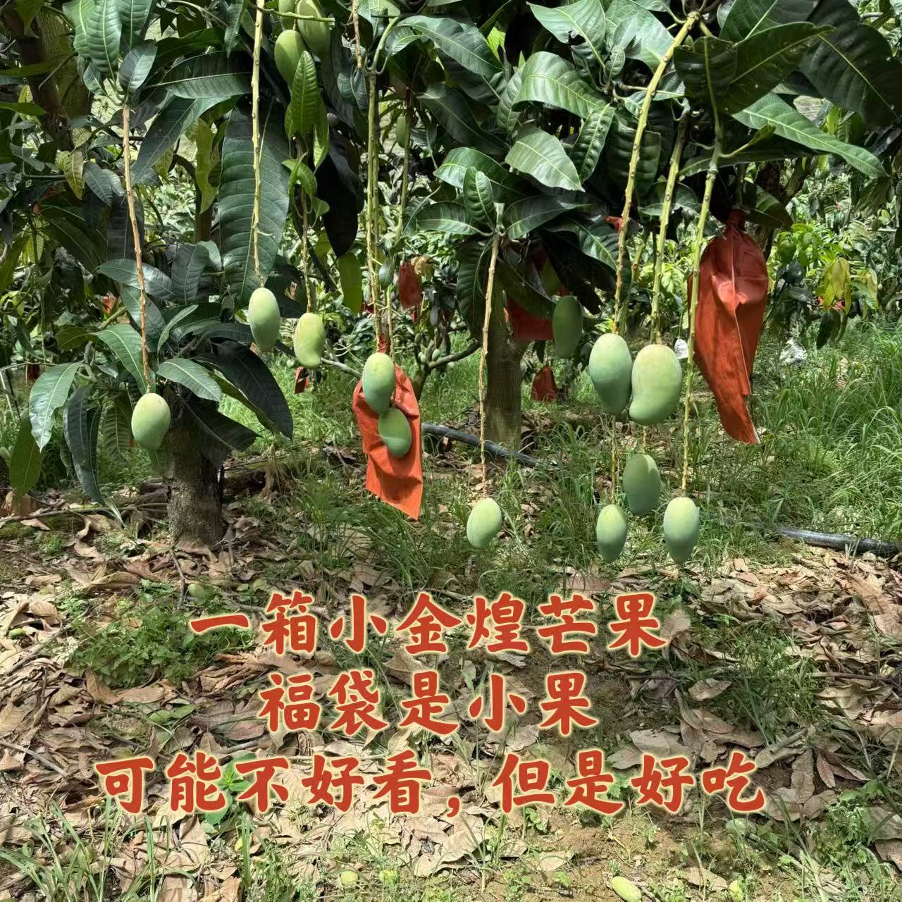 海龙的果--福袋攀枝花小金煌芒果 小果