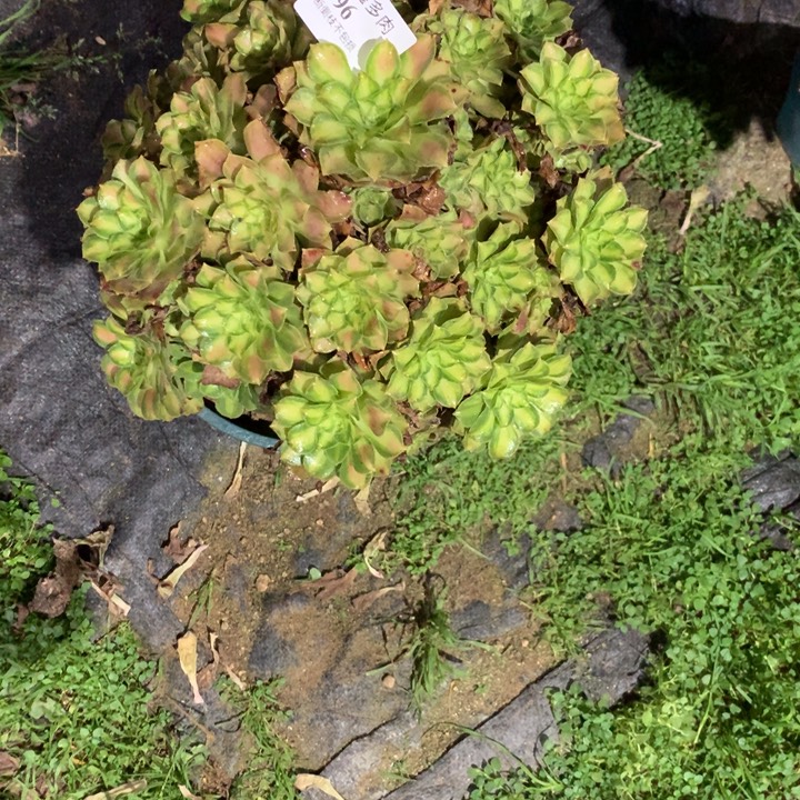 196韶华多肉植物特价