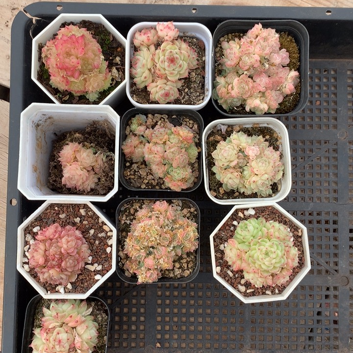 精控麦秆群不包整一物一拍