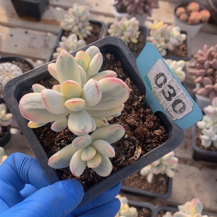 X***t030福娘锦一颗1111