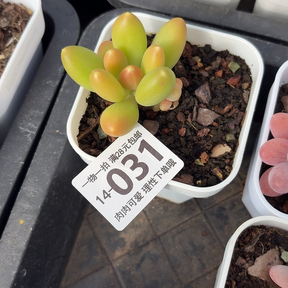 金蝉无盆土发货无盆