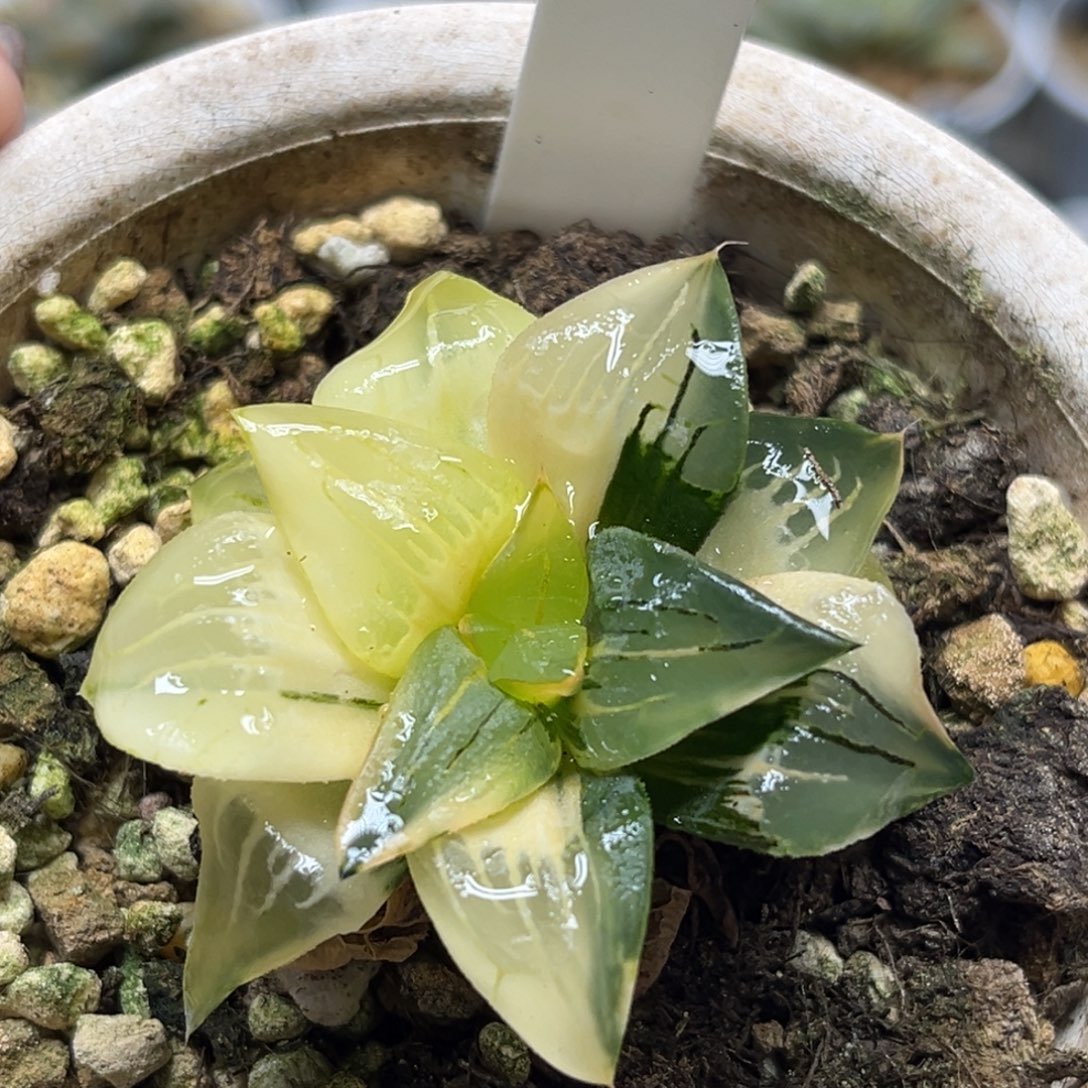 52红纹寿锦福利专场