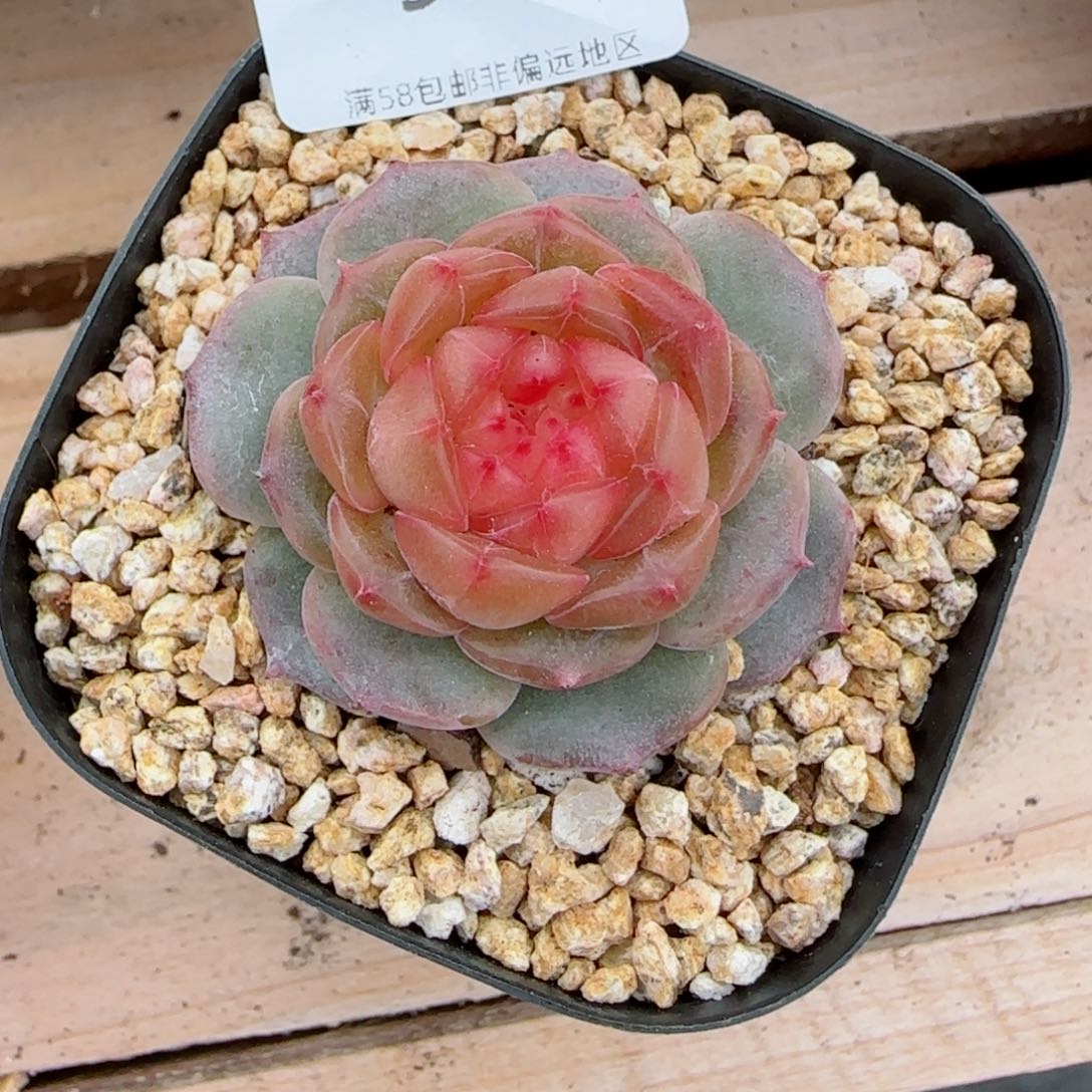 星空幻影，5143多肉植物