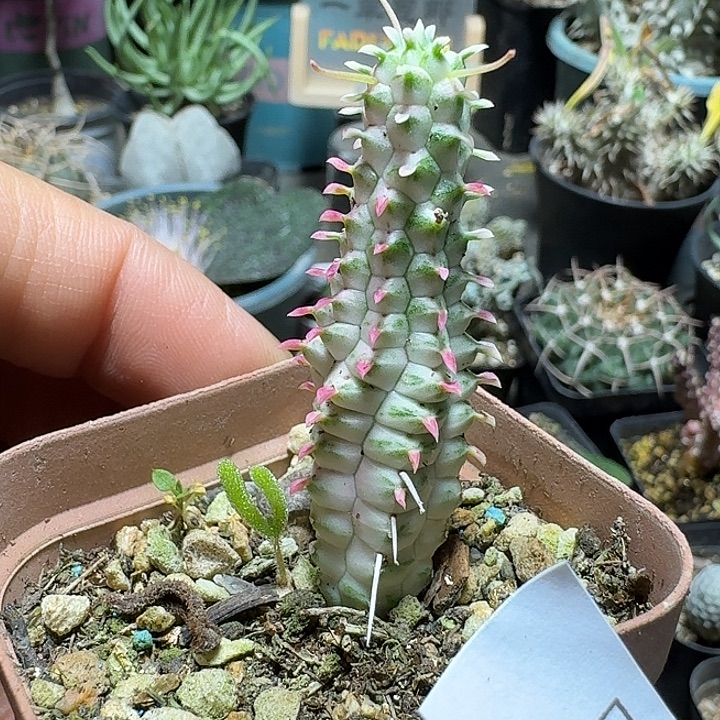 589白桦麒麟脱土发货