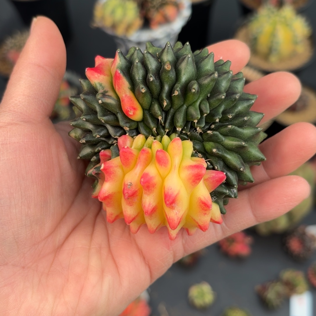 泰系米哈实生仙人球509