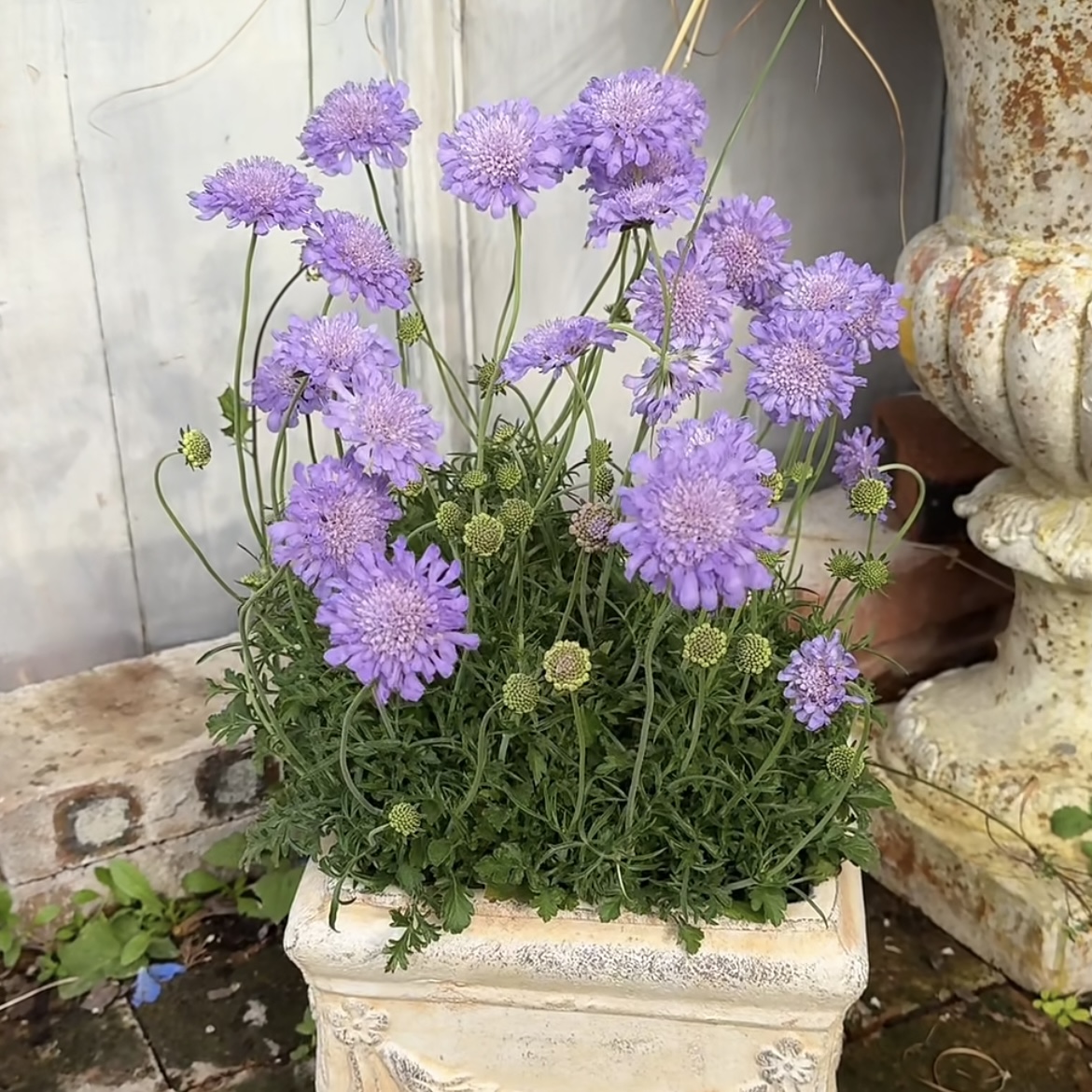 蓝盆花盆栽丛生庭院植物清香新手易养护爆花强喜水