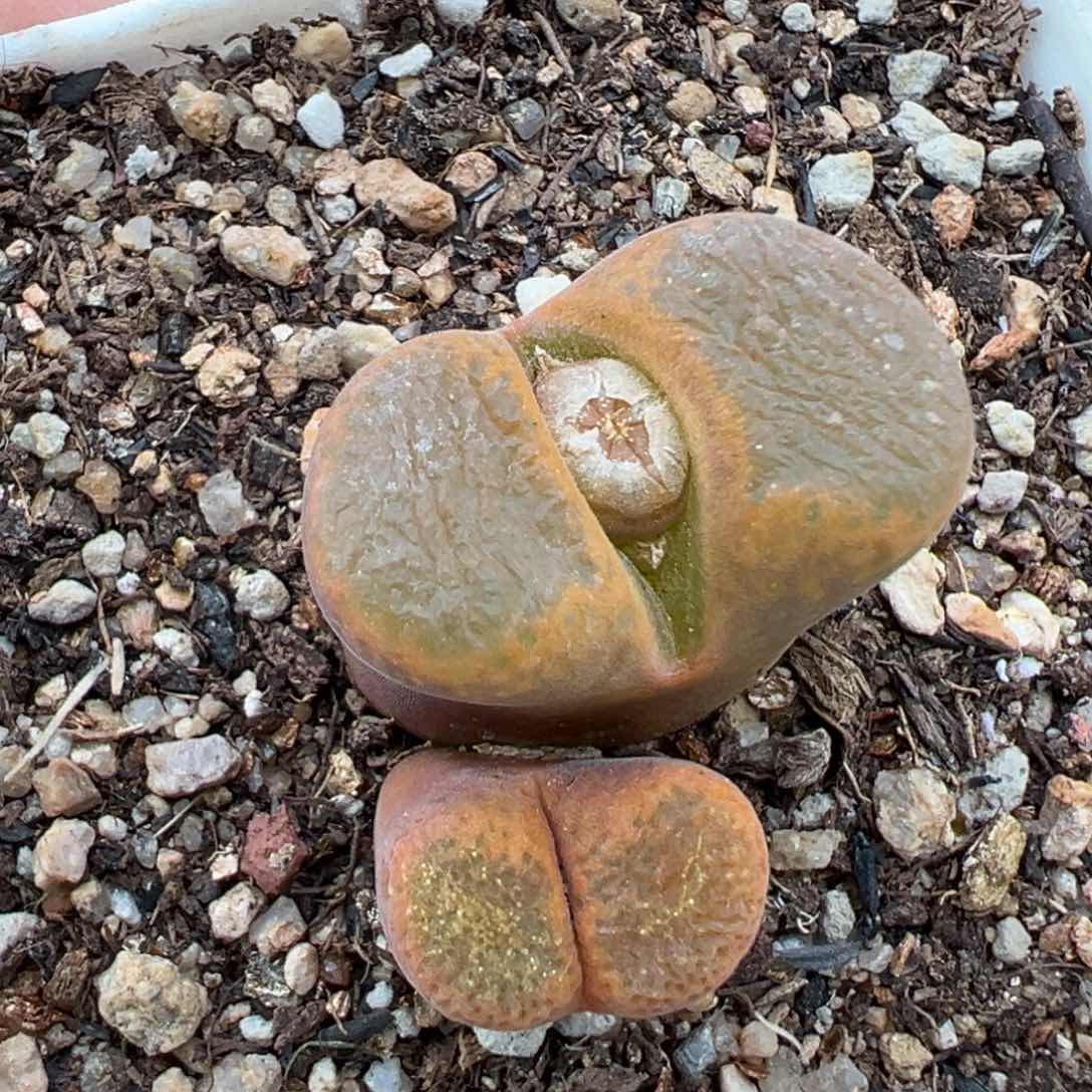 2.3好看的多肉a339