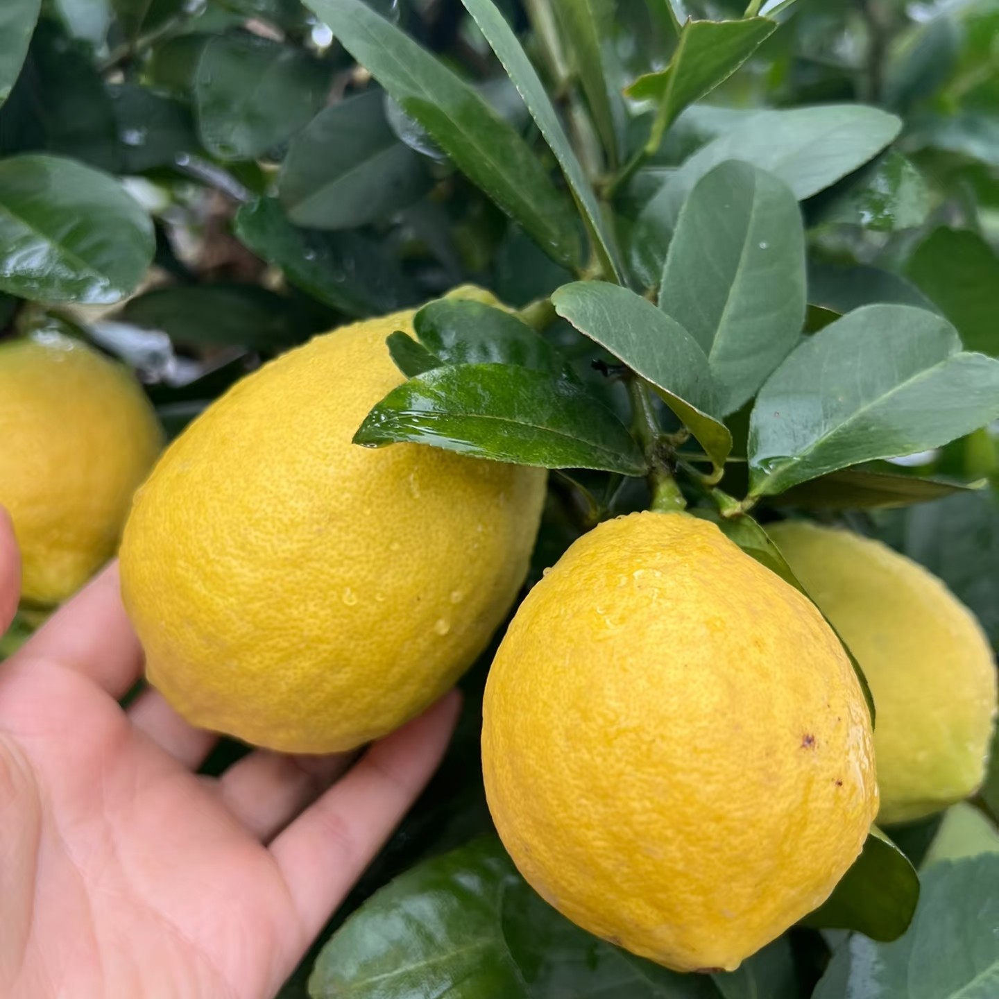 花园香水柠檬果树树苗盆栽苗庭院花园清香带盆带土种植水果