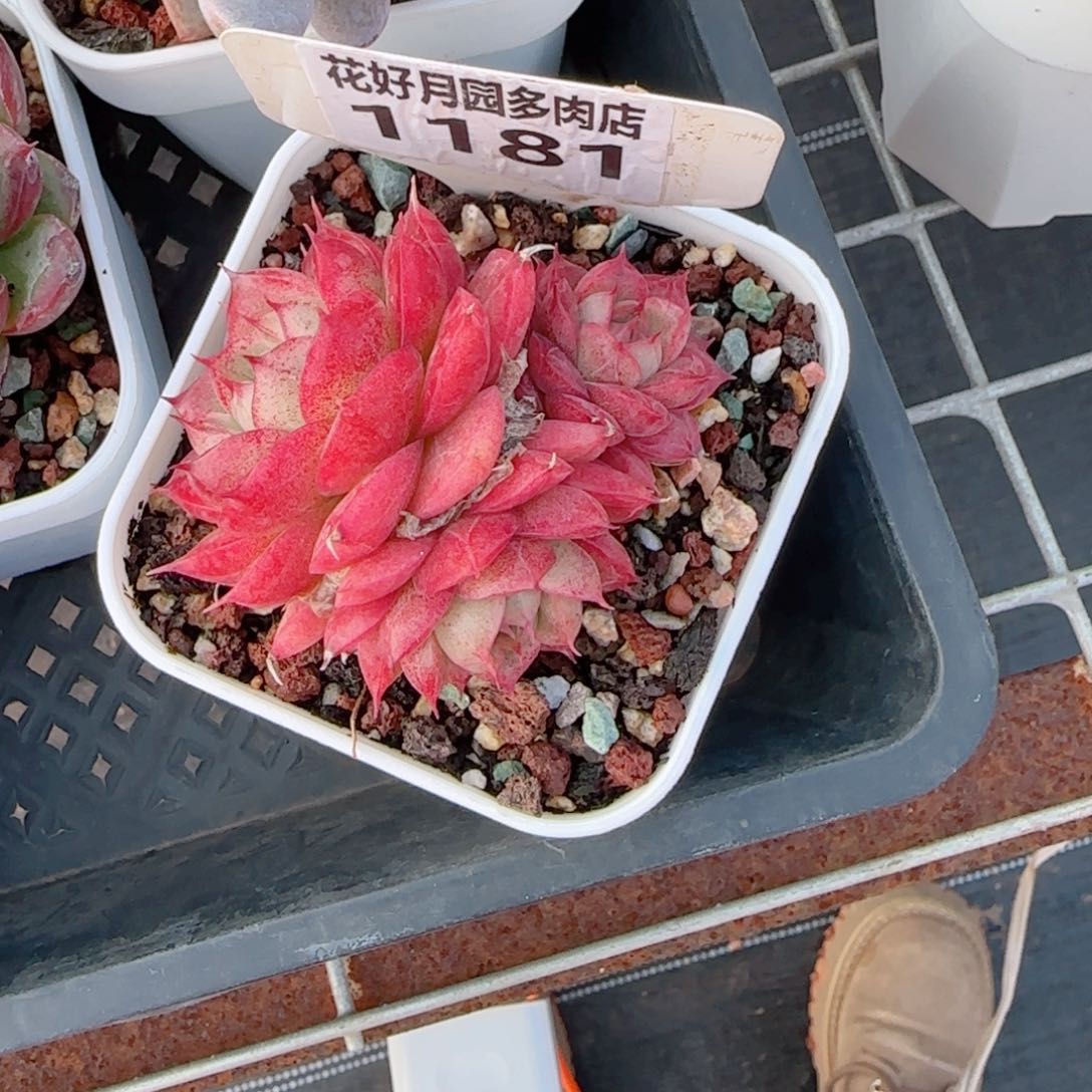 多肉植物1181……………