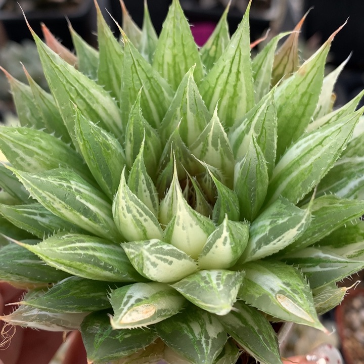 曲水锦带盆土发货