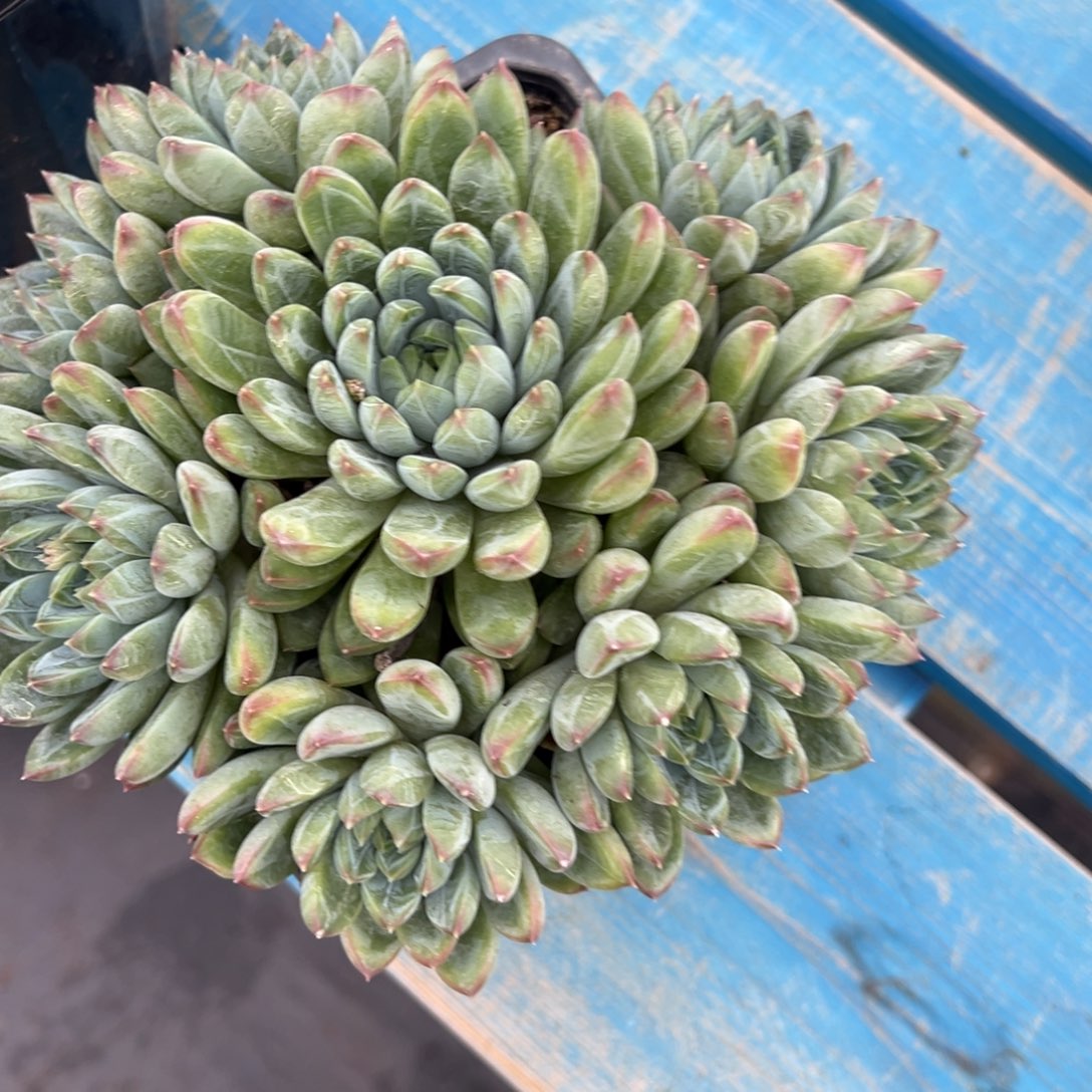 手捧星际迷航多肉植物9.9