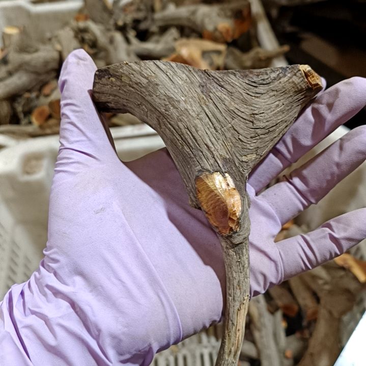 用***3香榧木崖柏随行毛料毛料