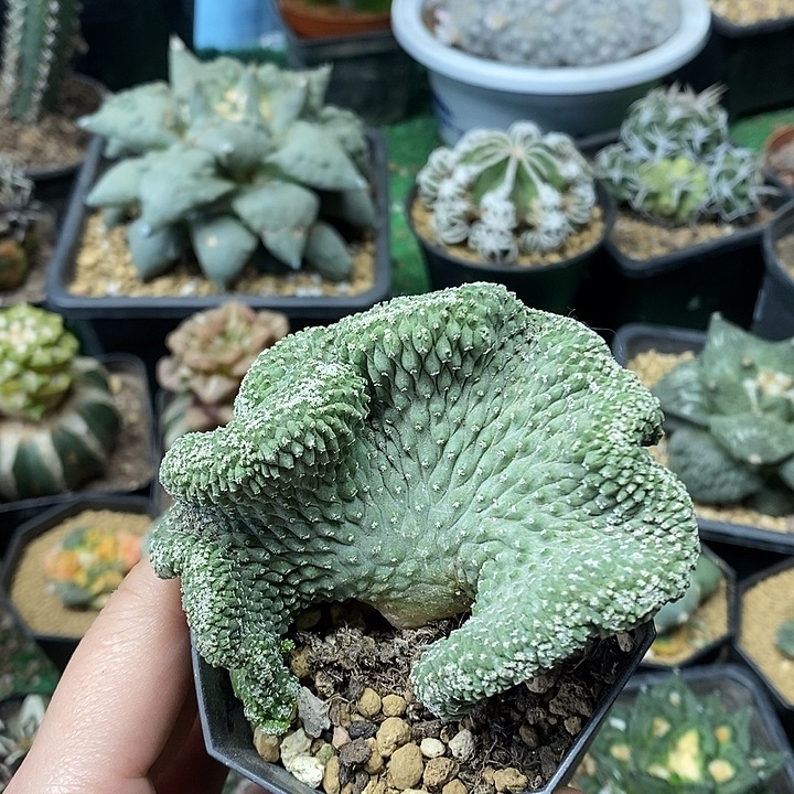 实生菊水缀化8.5公分