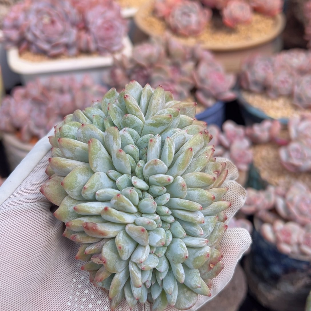 新年快乐 新年快乐