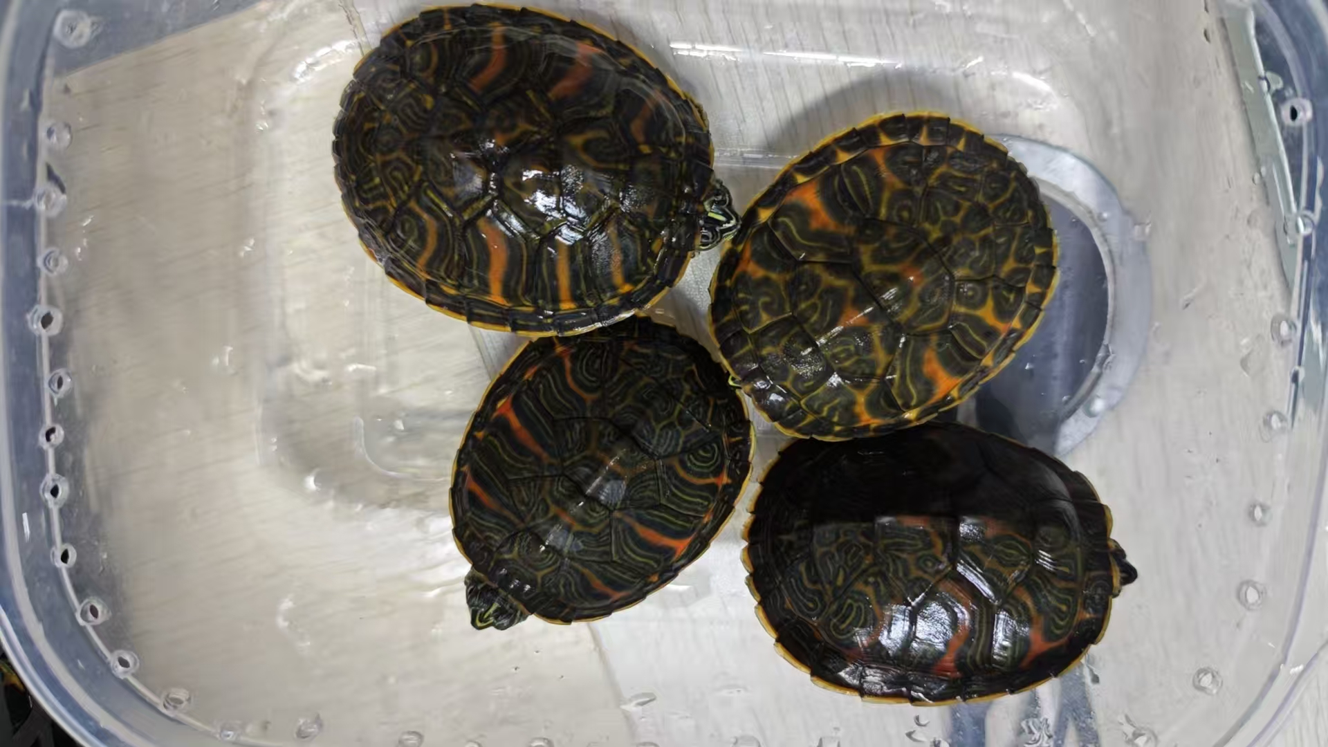 全品全品火焰火焰乌龟