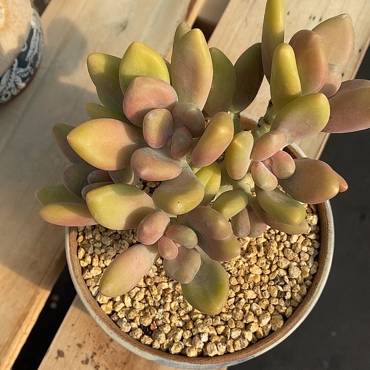 头皮上蛟龙号途脉脉