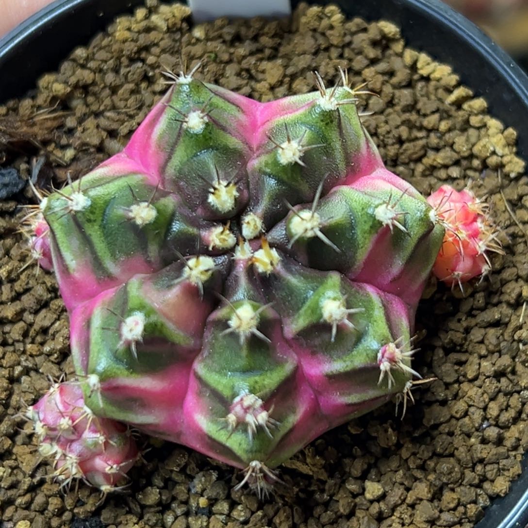 泰系侧芽米哈锦526