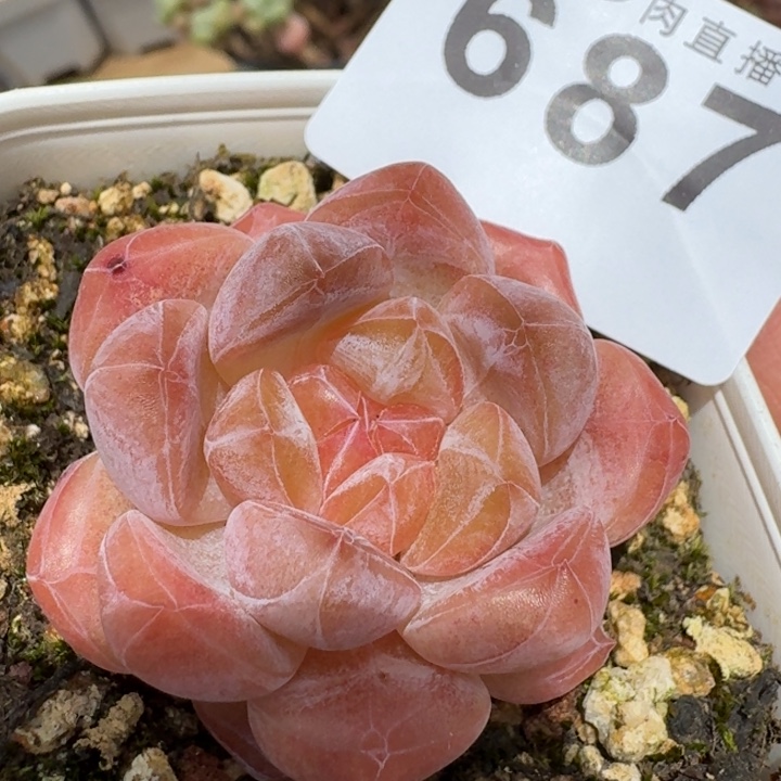                下播福利拍够包邮发货