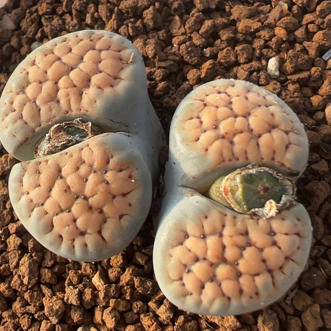 20多肉植物百科德州玫瑰