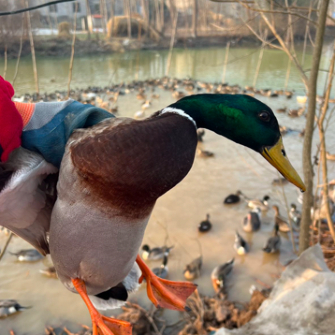 纯五谷杂粮生态养殖二代绿头