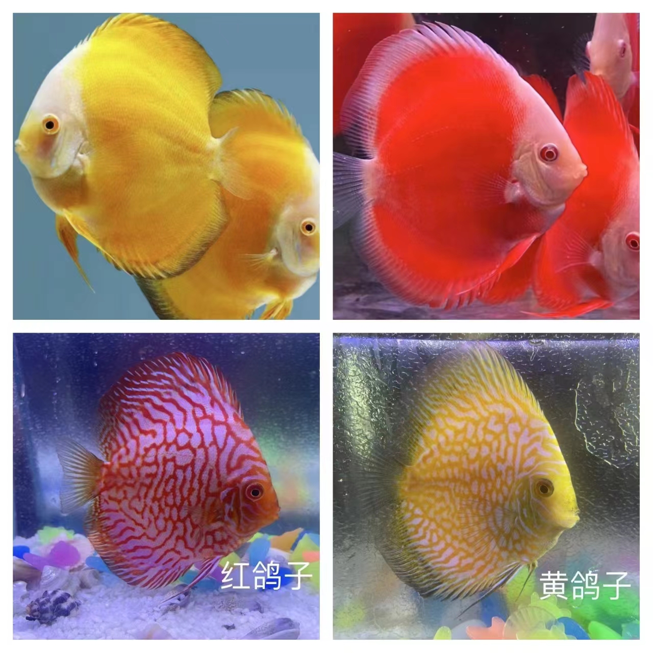 七彩神仙鱼黄金红妃松石