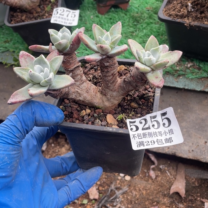 255号泡芙多肉植物