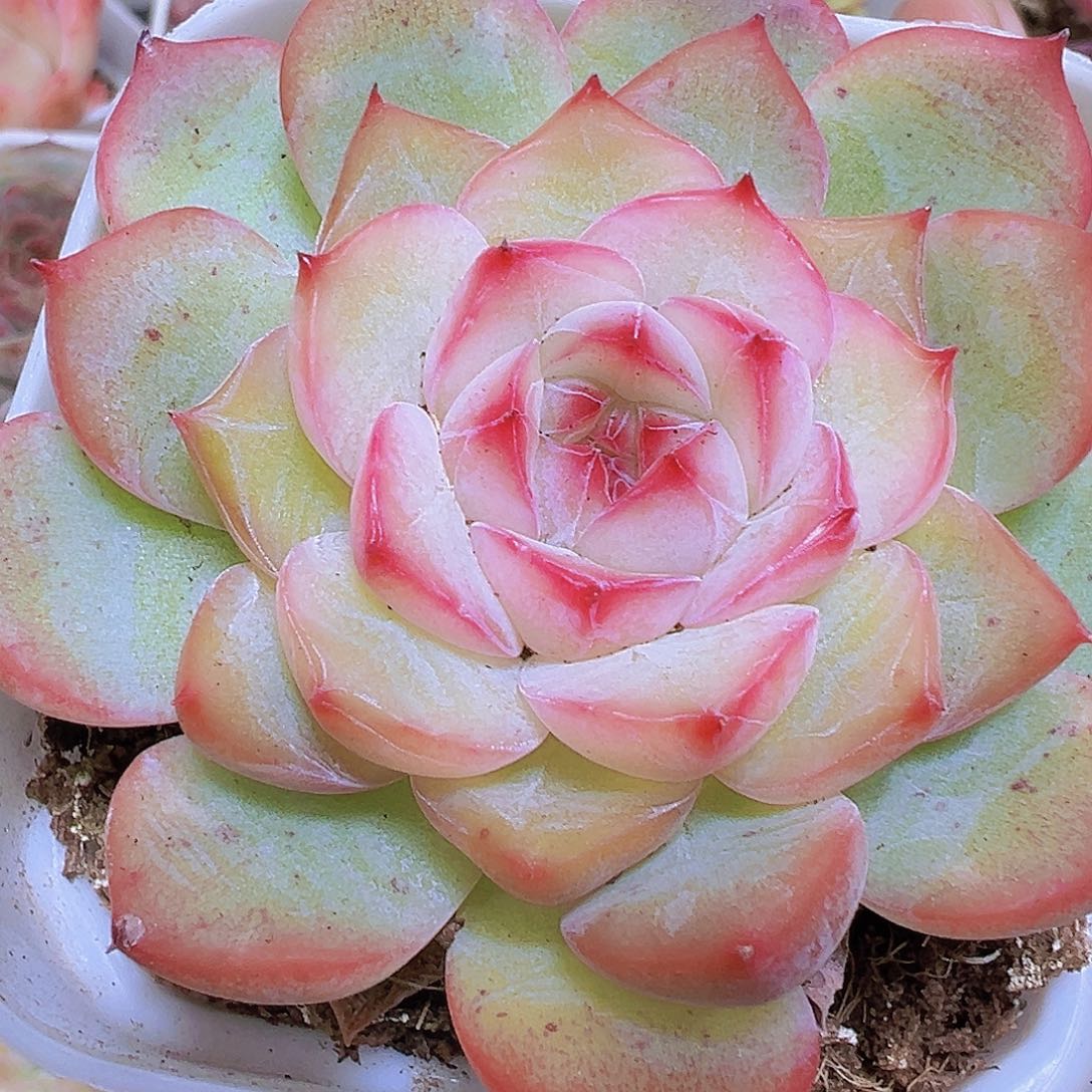 玉笛19包邮多肉植物