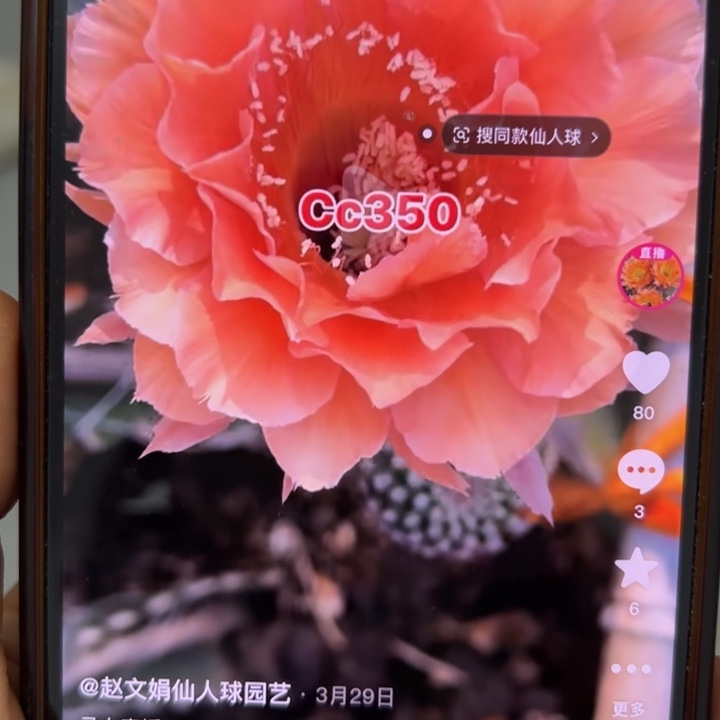 仙人球侧芽歪柔情