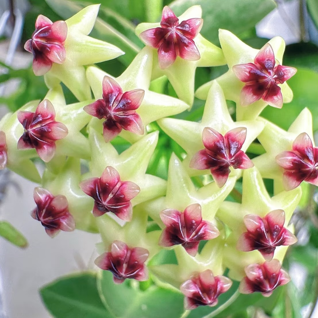 太行【孜然外锦】品种球兰高颜值桌面款阳台办公室垂吊植物