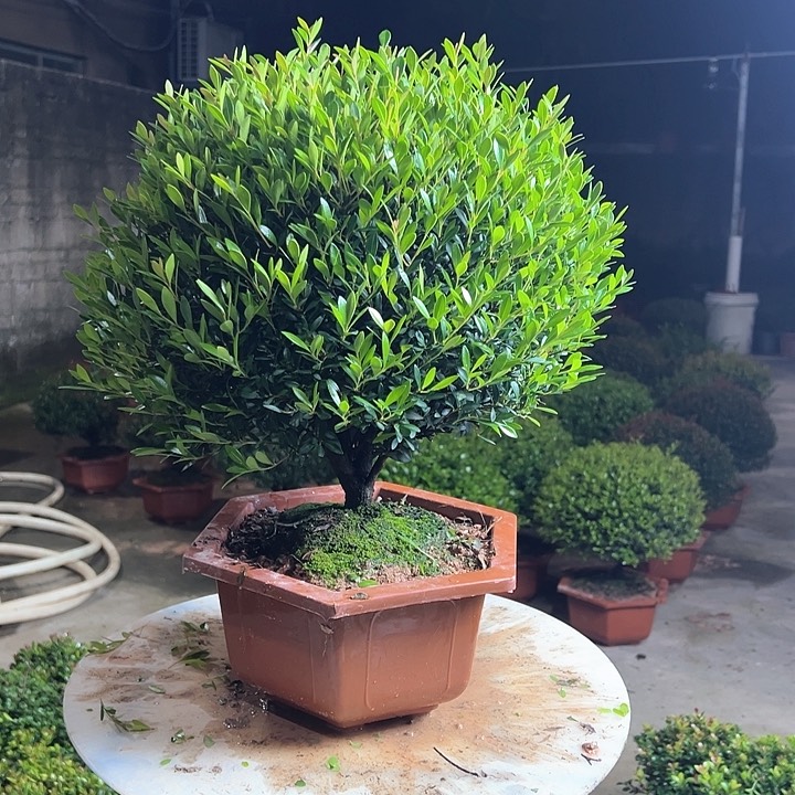 完全开放用****2赤楠