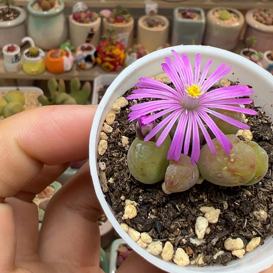 多肉植物53号毛翠滴开花