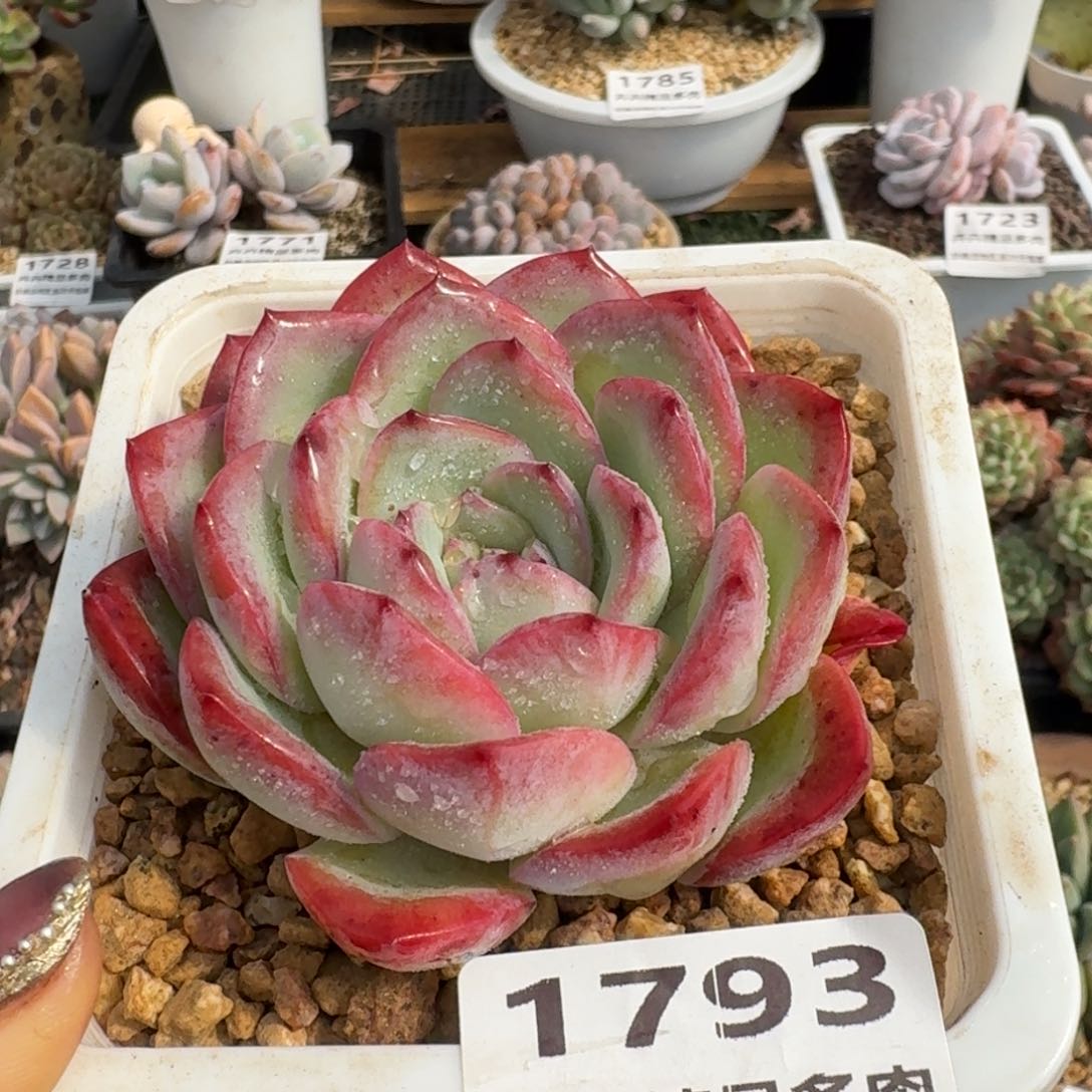 1793一物一拍（满28包邮）