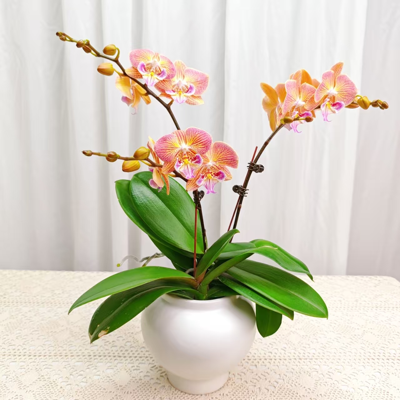 桦艺优选【金缕衣】蝴蝶兰绿植花卉艺术高级盆栽植株很好养