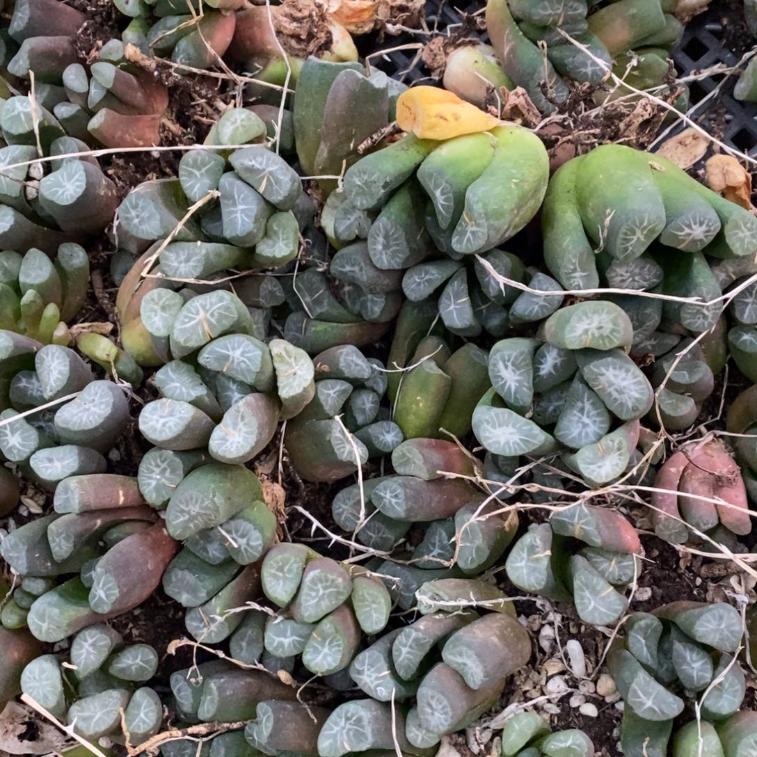 2538 一颗实生大雪葵万象 挑大的发货 圣诞福利