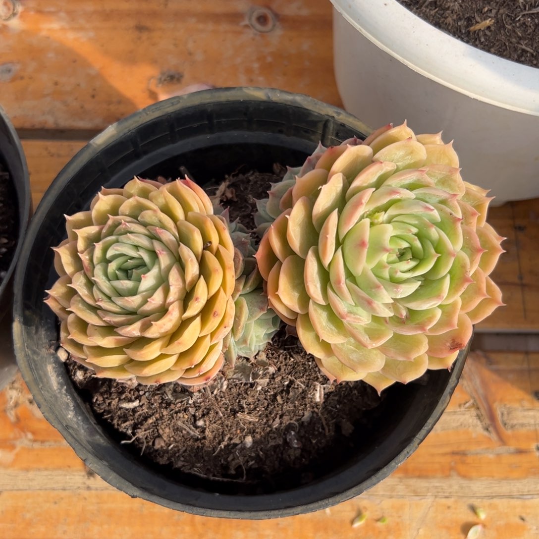 多肉双头昂斯诺【非偏远地区满18包邮】