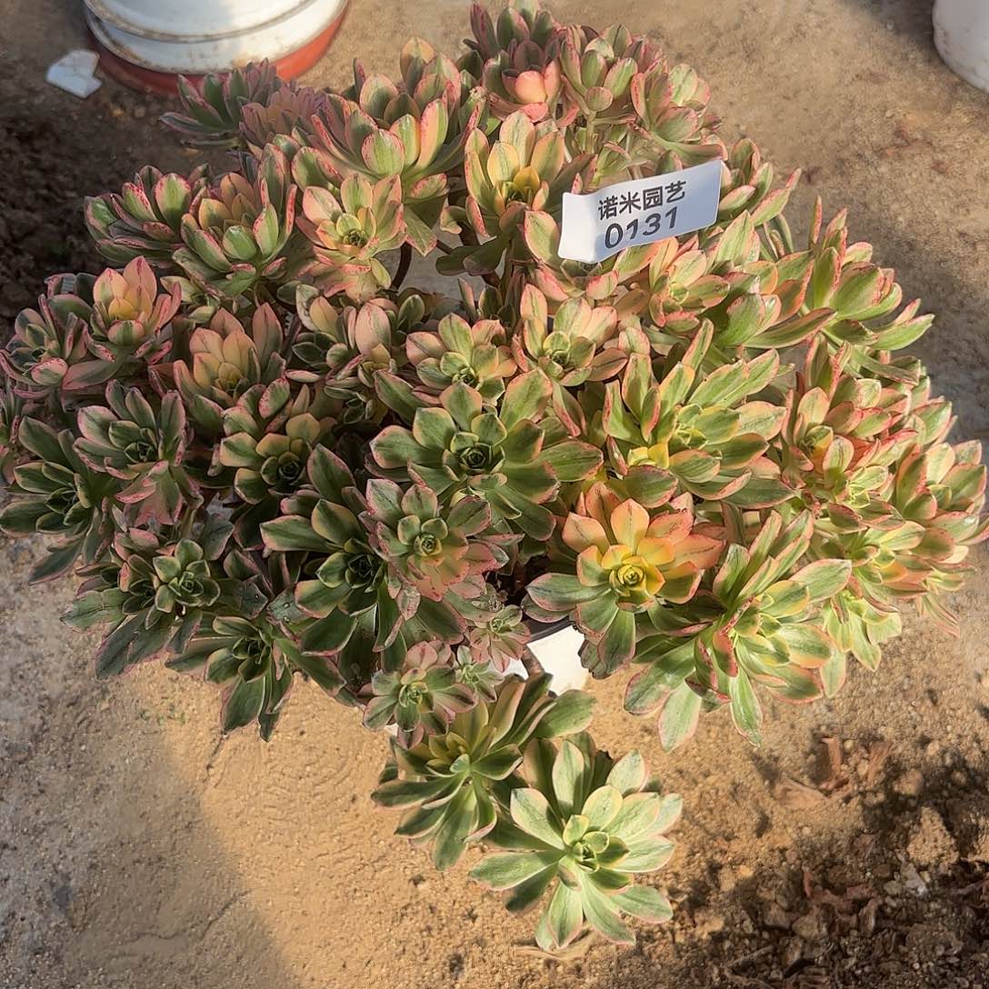 甜茶老庄多肉植物131