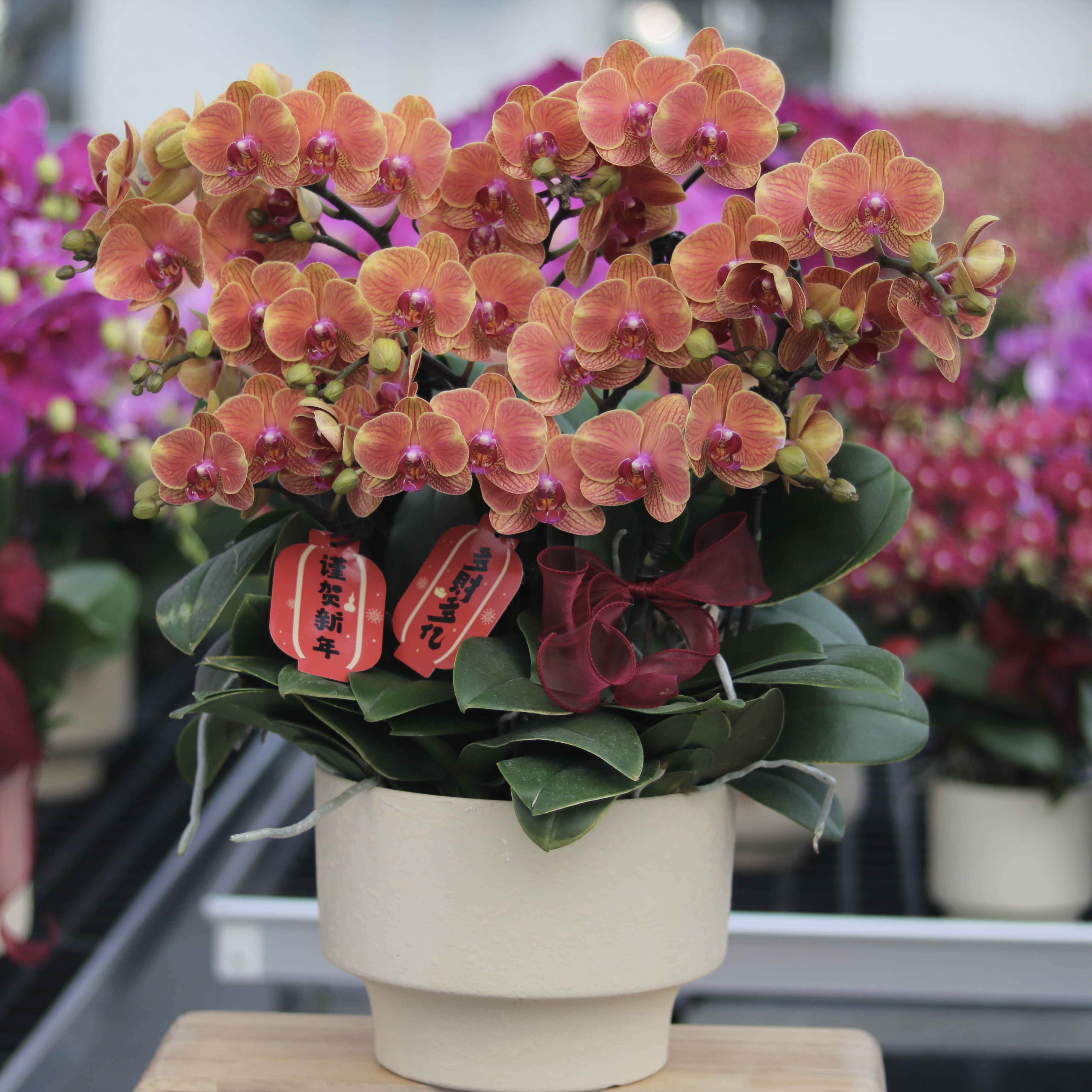 【吉利】金橙色年花单株二好养耐摆带花带花苞发出