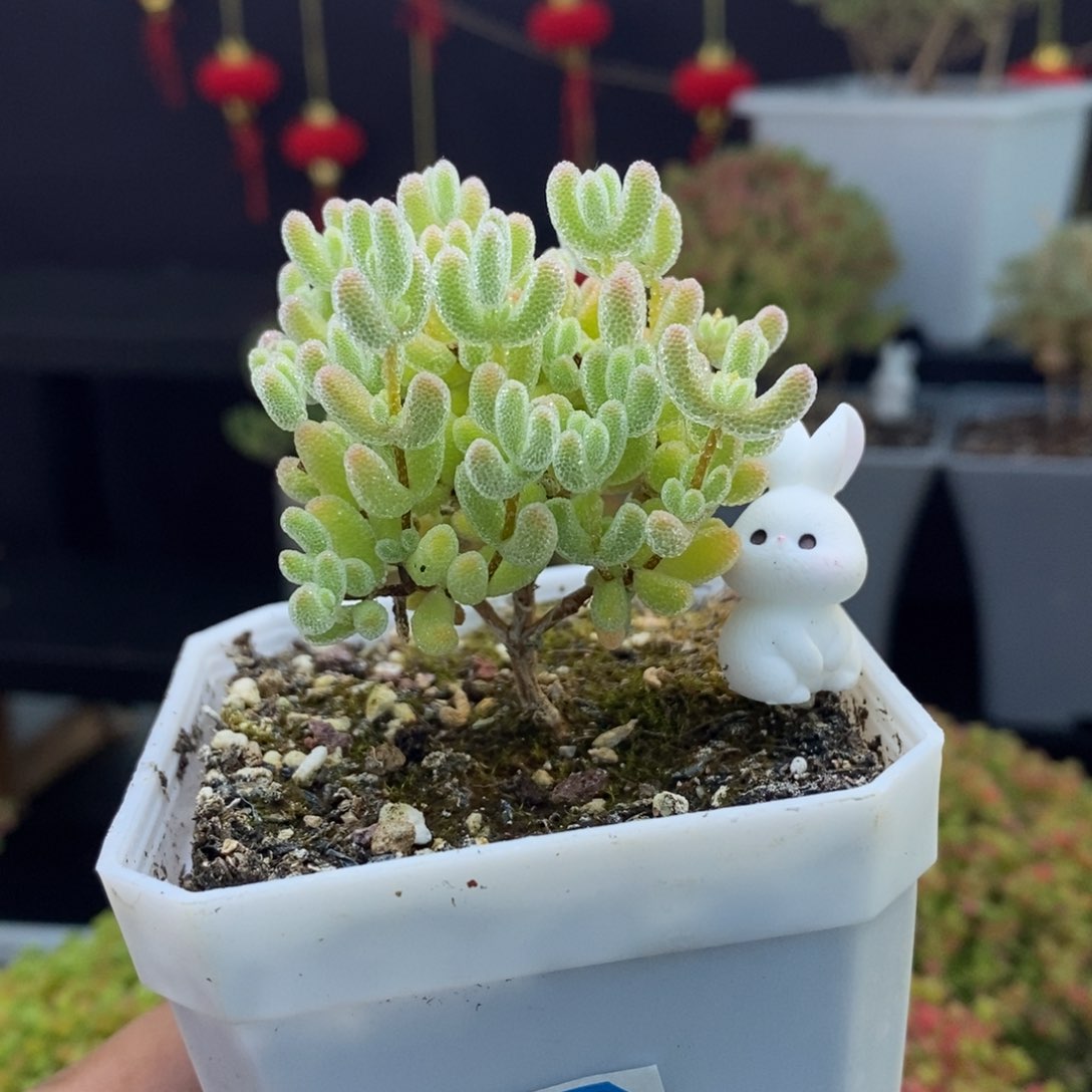 273号优选冰晶枝干多肉