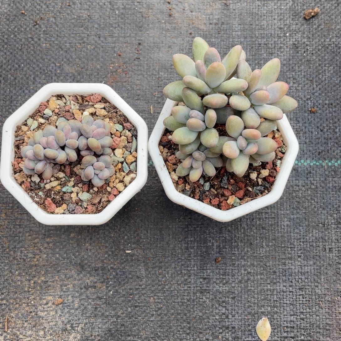 ?***年彩虹奶➕白兰地一组两个76