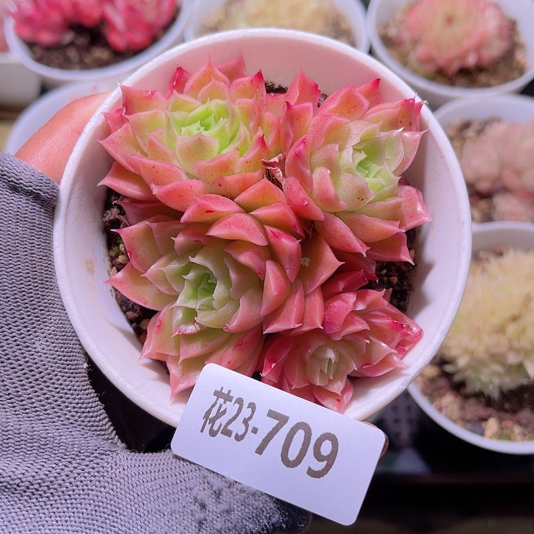 花23-709迈凯伦群生