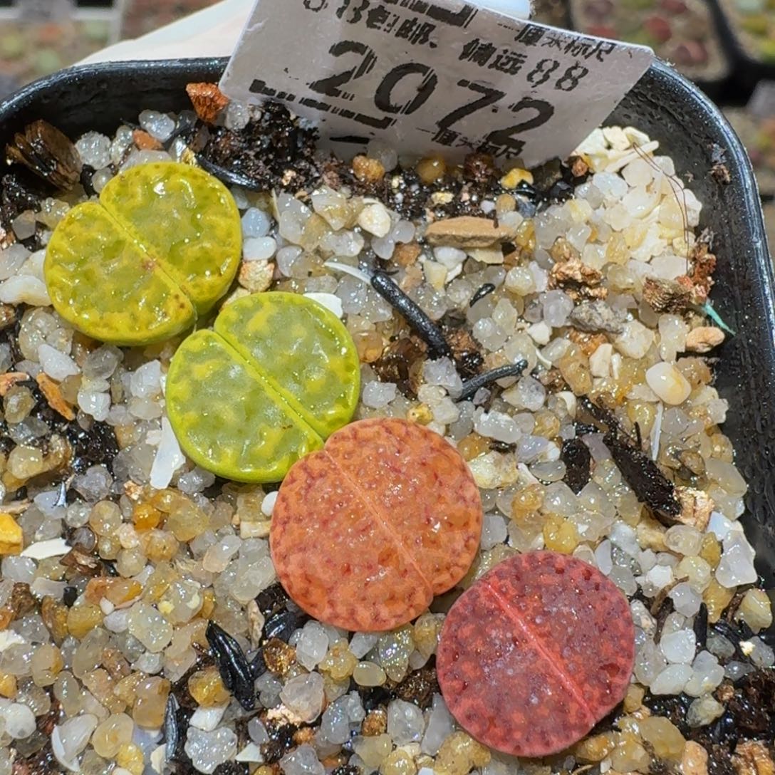 Ssss精品生石花2072