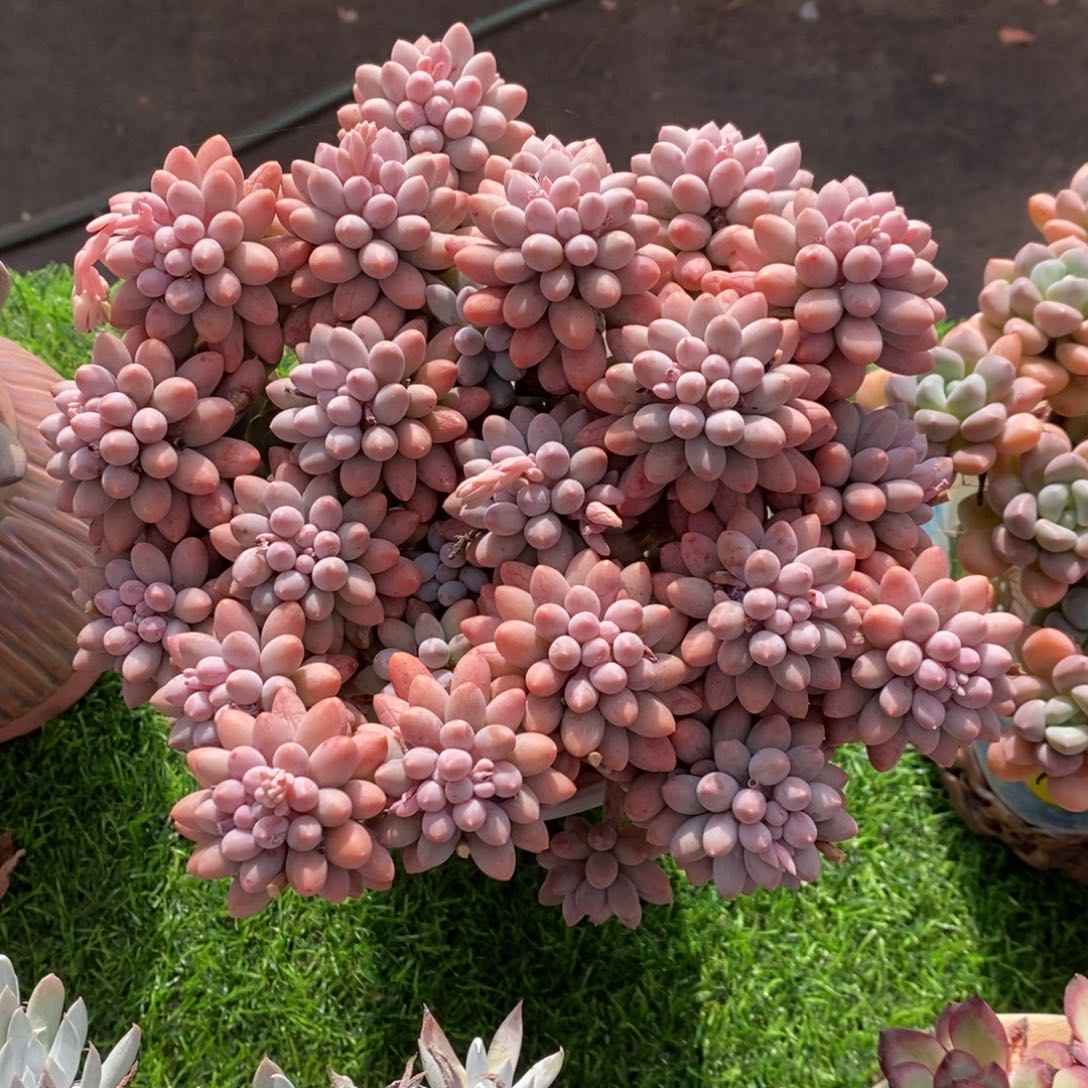 婴儿手指 一物一拍。 