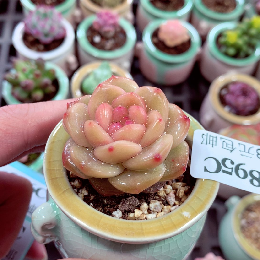 5厘米盆精控多肉1895