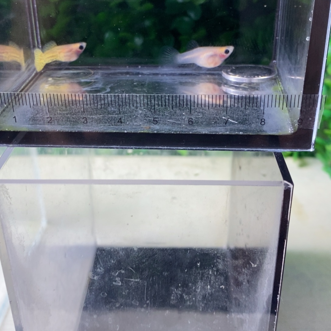 孔雀鱼蕾丝玻璃猫一对