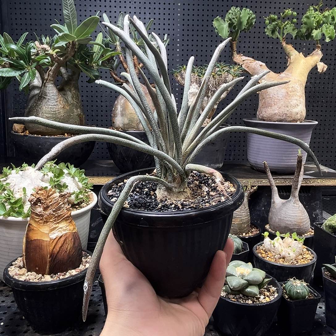 美杜莎669999999999999999