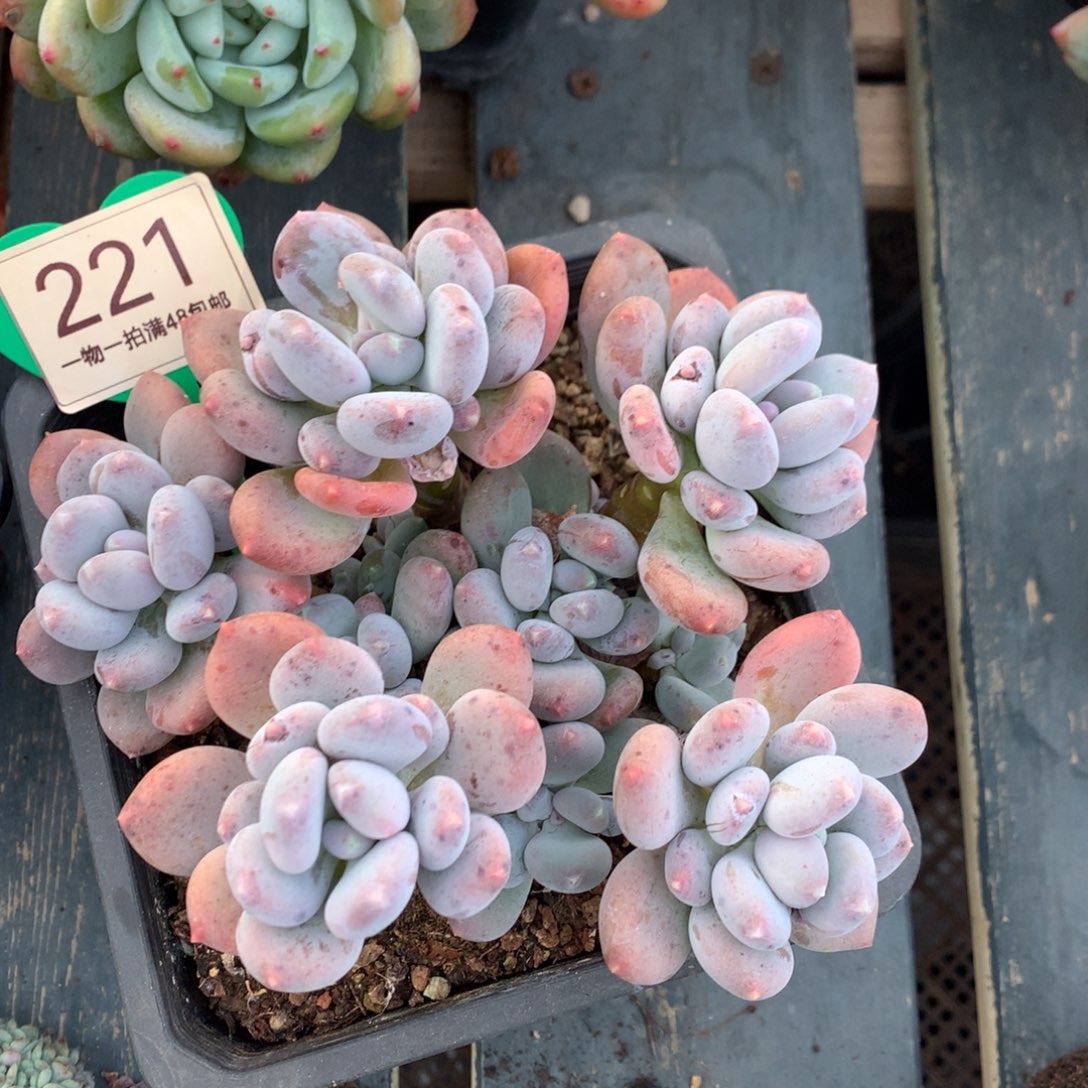 咖啡美人开播福利