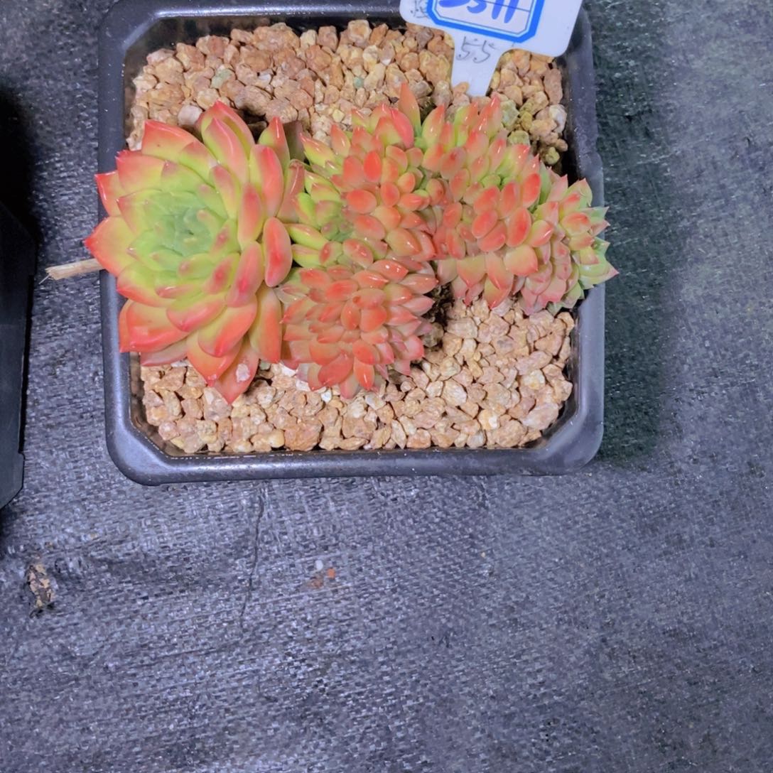 娜***子2511狮子座缀化寄养