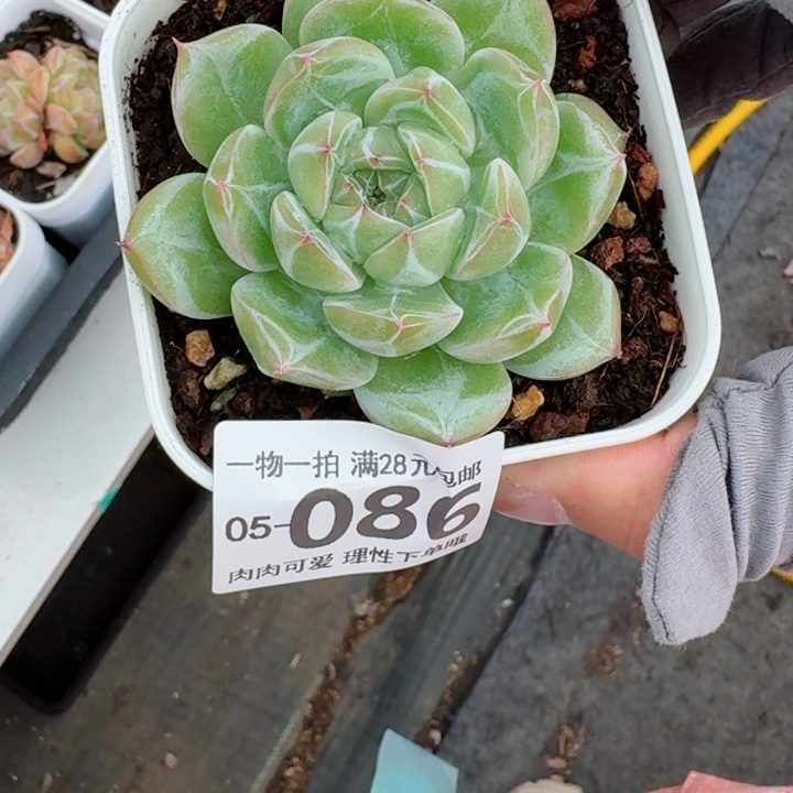 雪花珍妮无盆土发货多肉