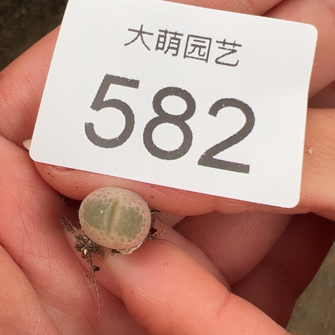 一物一拍正版静香风铃582