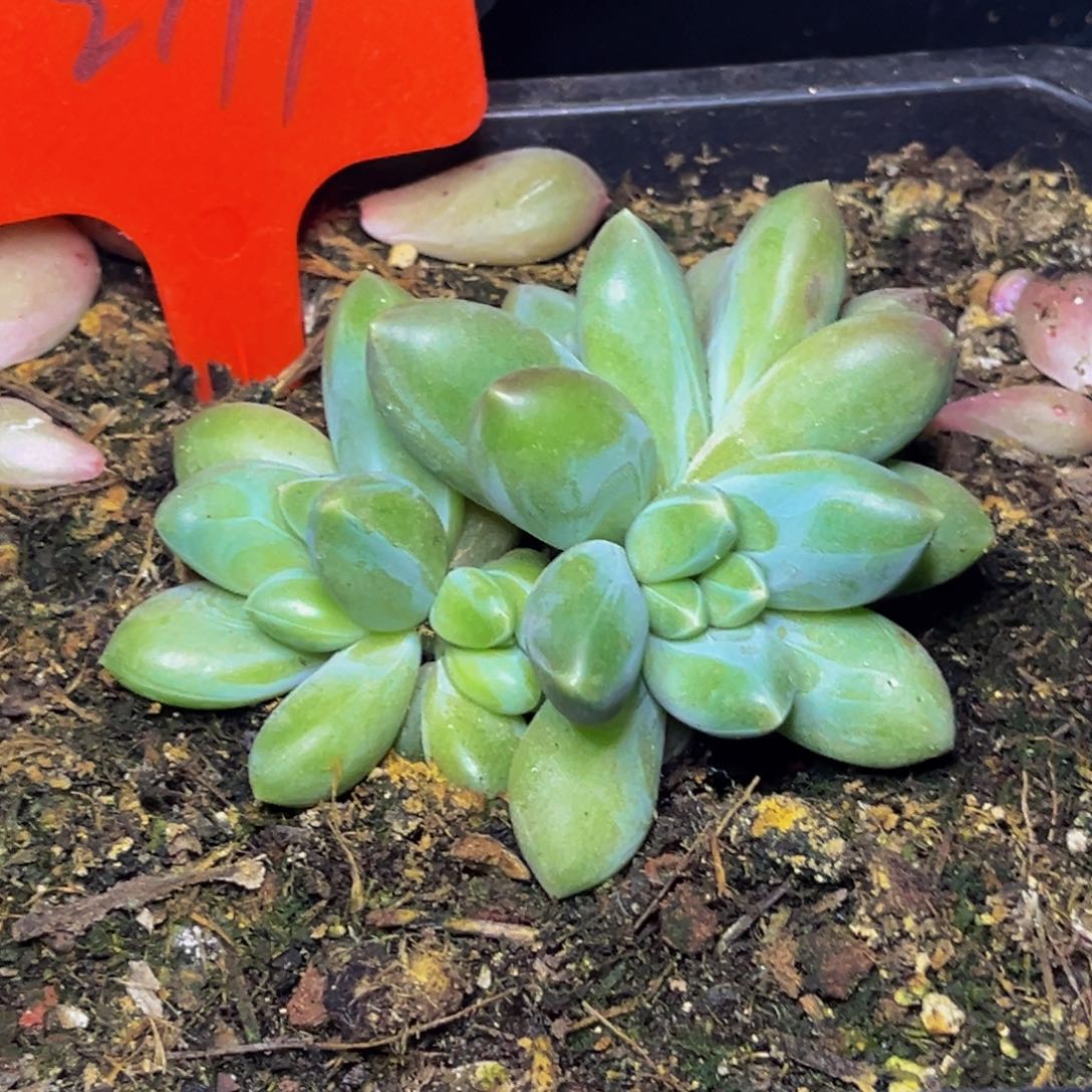 2719号晚上多肉植物群生多肉植物